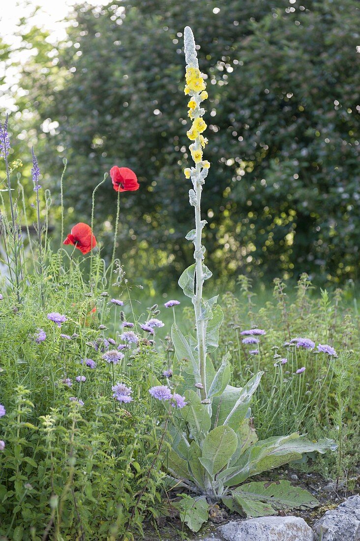 Verbascum bombyciferum (Königskerze), Scabiosa columbaria