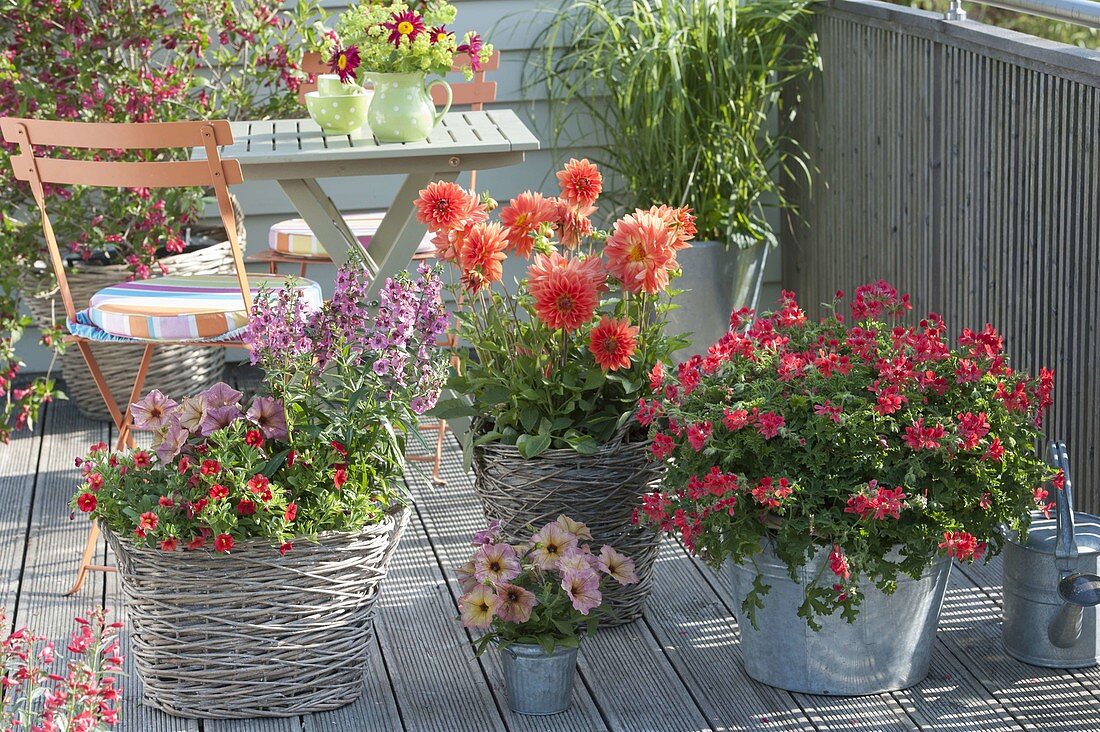 Summery balcony plantation with Pelargonium capitatum 'Concolor Lace'