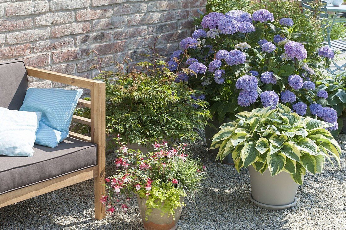 Lounge Corner on gravel terrasse with Hydrangea 'Endless Summer'