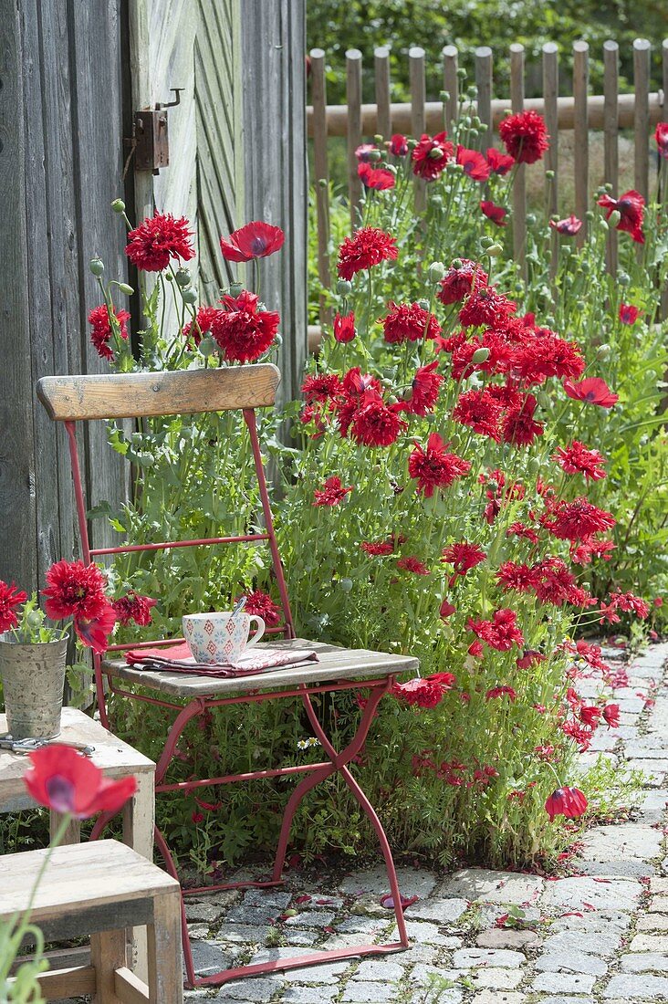 Stuhl neben Papaver somniferum 'Red Pom Pom' (Schlafmohn)