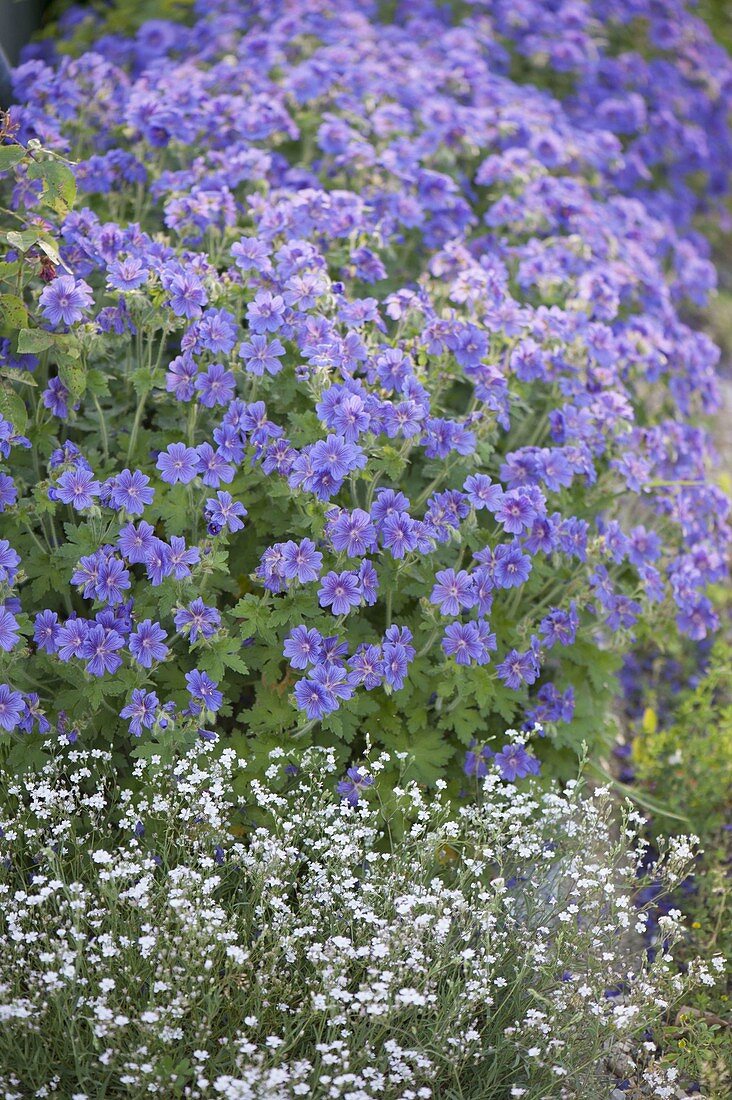 Gypsophila repens (Schleierkraut) und Geranium magnificum