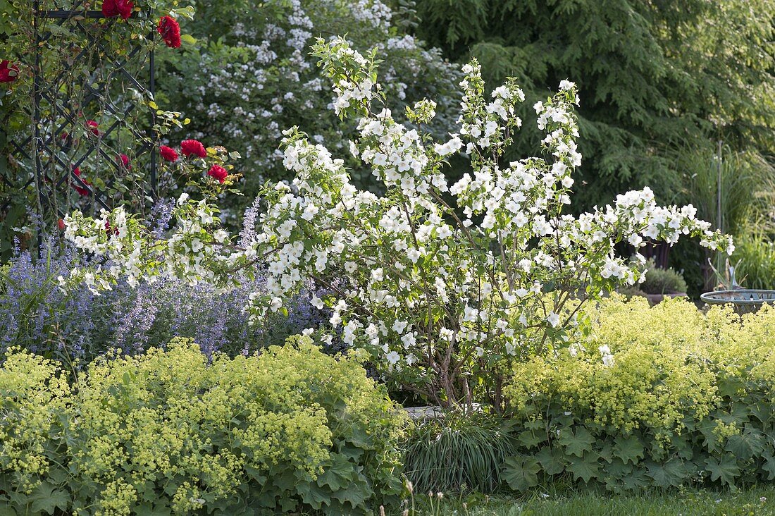 Philadelphus 'Belle Etoile' in flowerbed