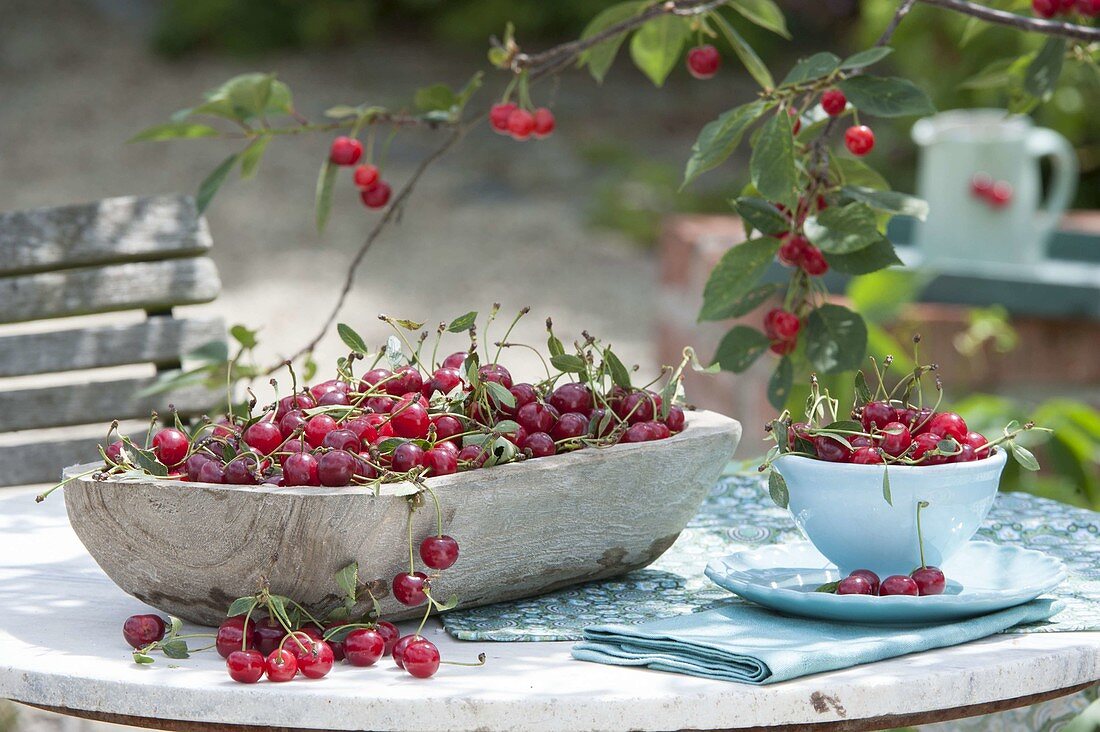 Freshly picked sour cherries in wooden bowl and cup
