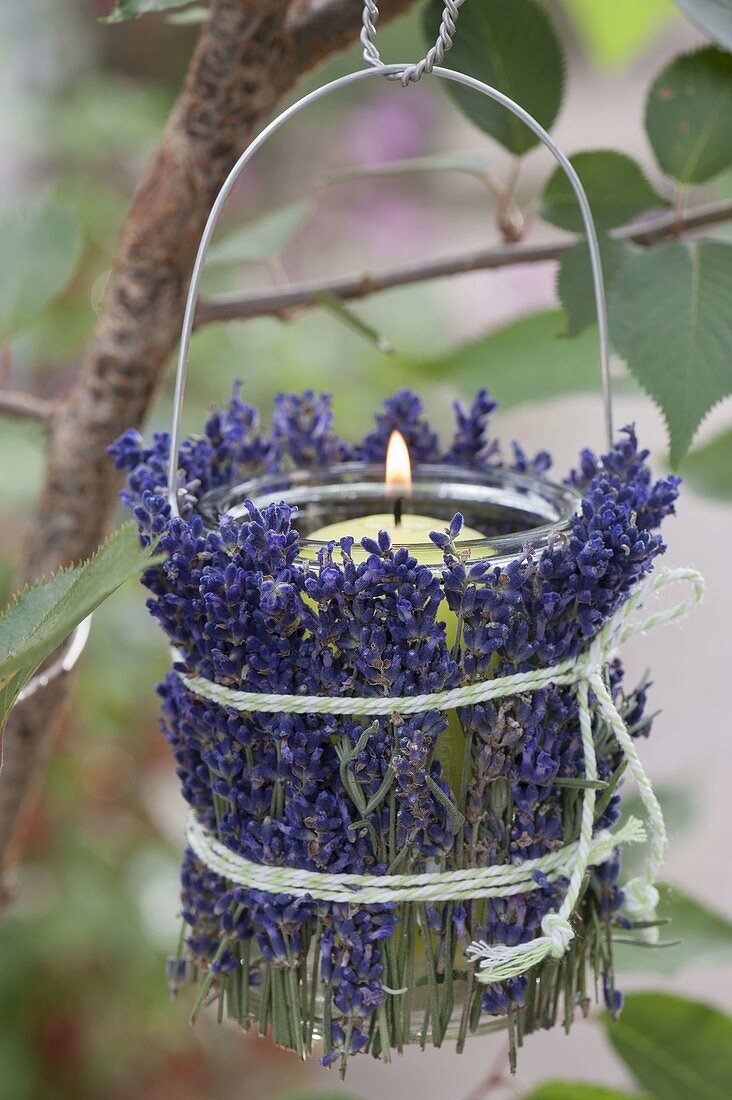 Einmachglas als Windlicht mit Blüten von Lavendel (Lavandula) verkleidet