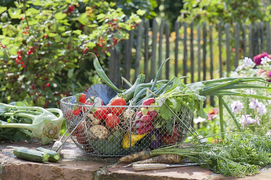 Wire basket with freshly harvested vegetables, zucchini