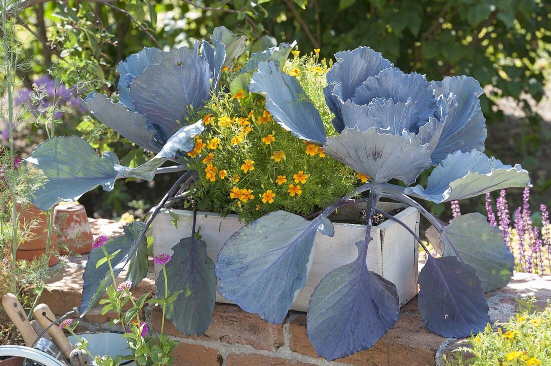 Cabbage with red cabbage 'Integra' (Brassica) and Tagetes tenuifolia