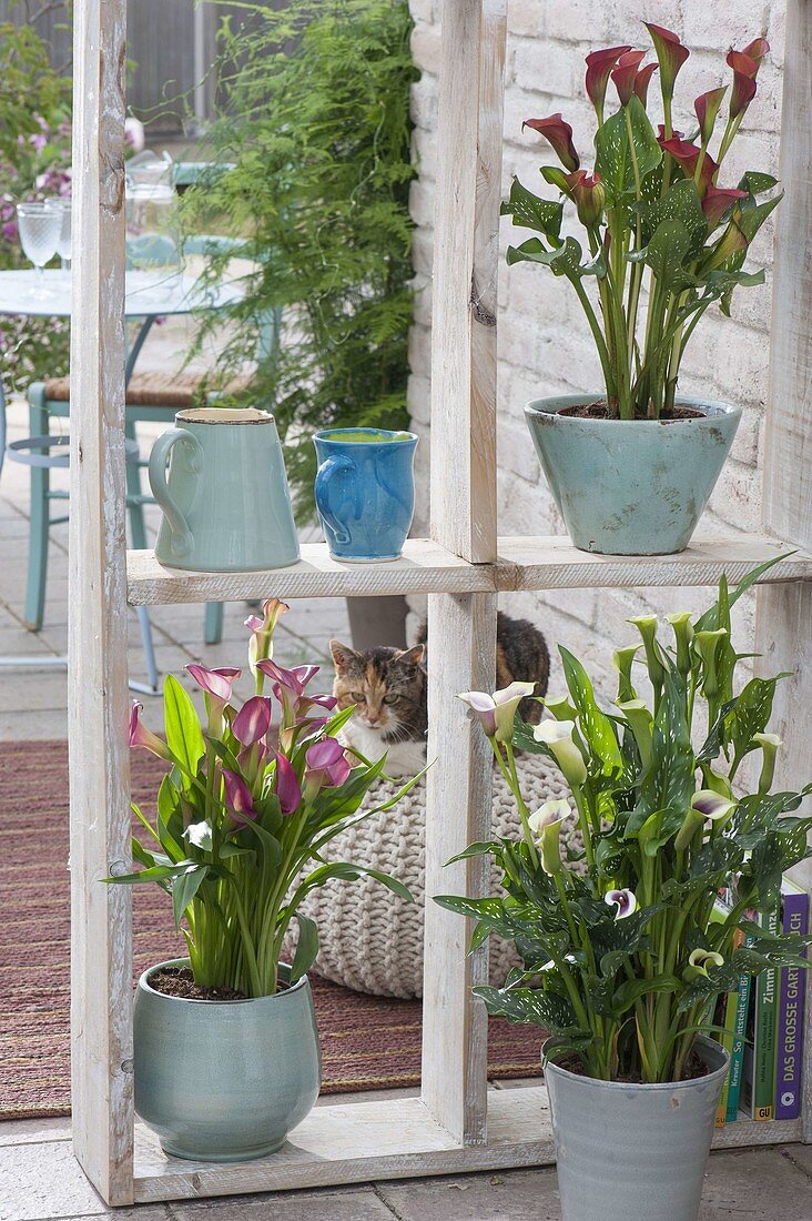 Zantedeschia rehmannii 'Pink', 'Majestic Red' oben, elliotiana 'Picasso' weiß-li