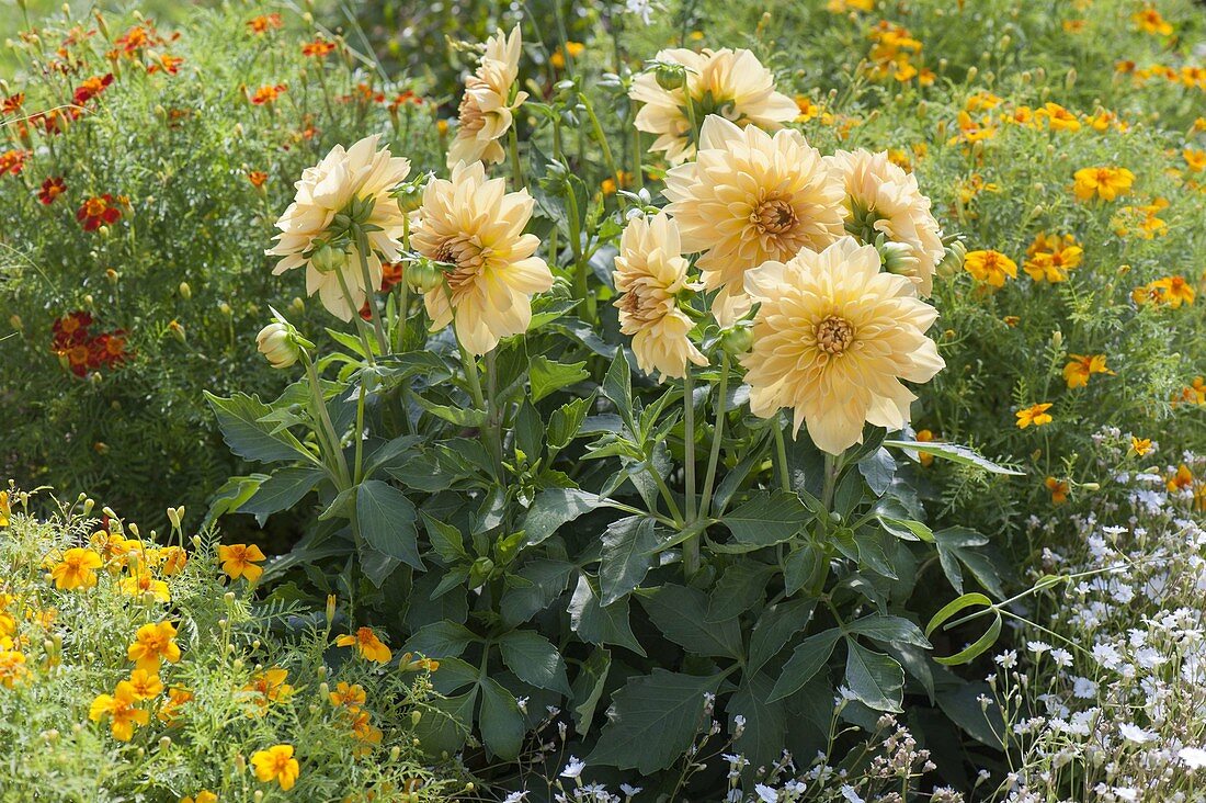 Dahlia yellow, in the middle of Tagetes tenuifolia