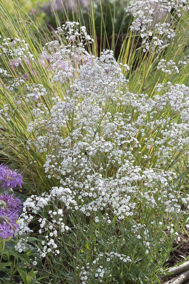 Gypsophila paniculata (Gypsophila)