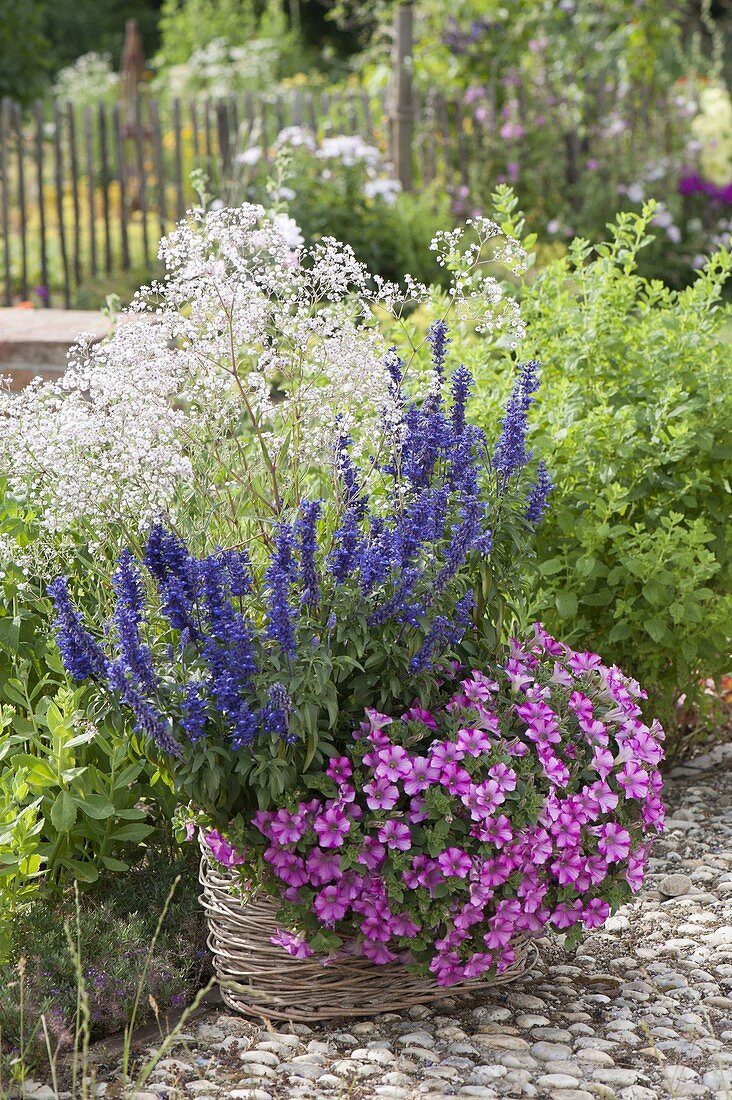 Korb - Jardiniere mit Petunia 'Mini Blast Rose' (Petunien), Salvia farinacea