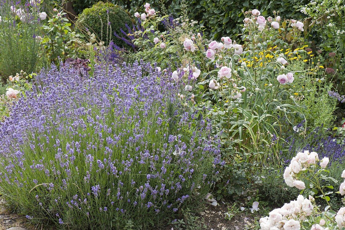 Lavendel 'Munsted' (Lavandula angustifolia) neben Rosa (Rose)