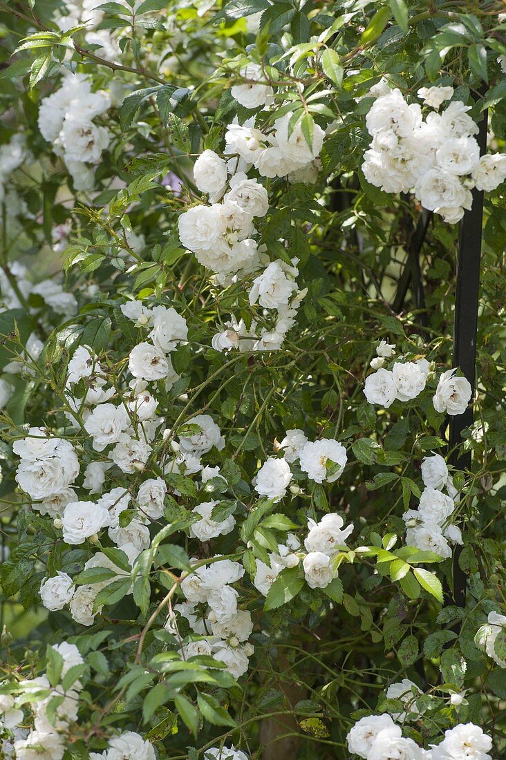 Pink 'innocence' (climbing rose), often flowering, strong scent