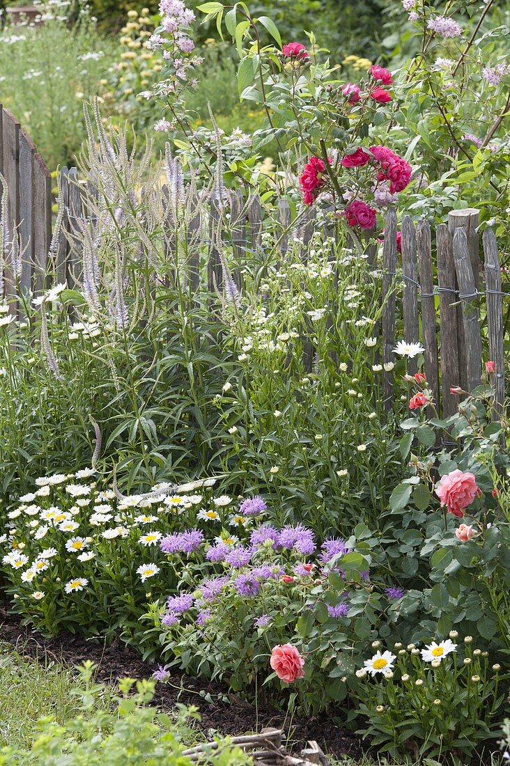 Sommerbeet mit Stauden und Rosen am Zaun