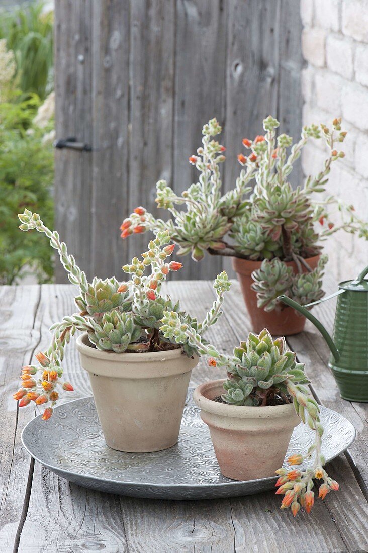 Blühende Echeveria pulvinata 'Doris Taylor' (Echeverien) in Tontoepfen