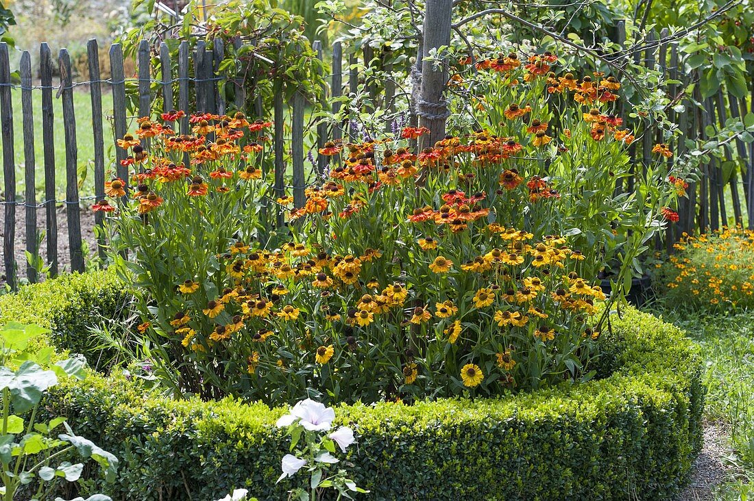 Helenium 'Sahin's Early Flower' 'Wyndley' (Sonnenbraut) in Rondell mit Buxus