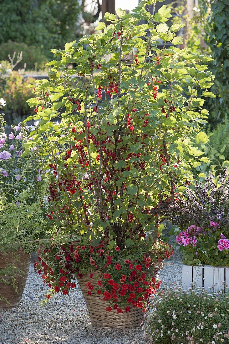 Rote Johannisbeeren 'Rolan' (Ribes rubrum) unterpflanzt mit Calibrachoa