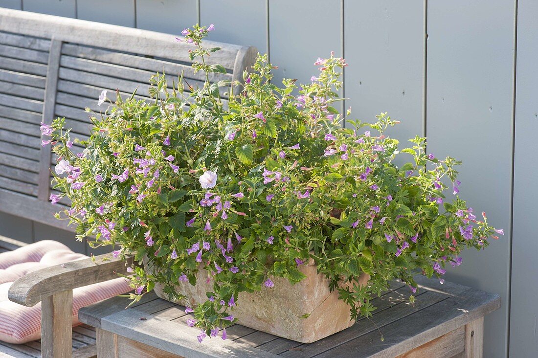 Terracottakasten mit Calamintha (Steinquendel) und Geranium