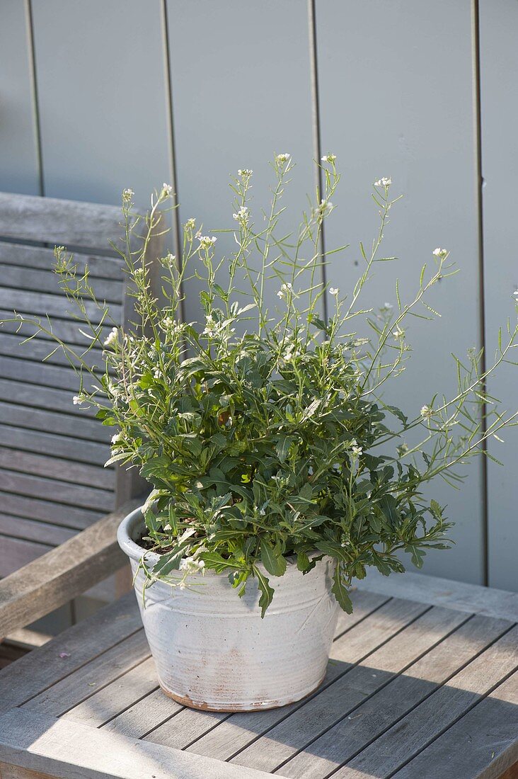 Senfrauke (Eruca vesicaria ssp. Sativa) in white pot