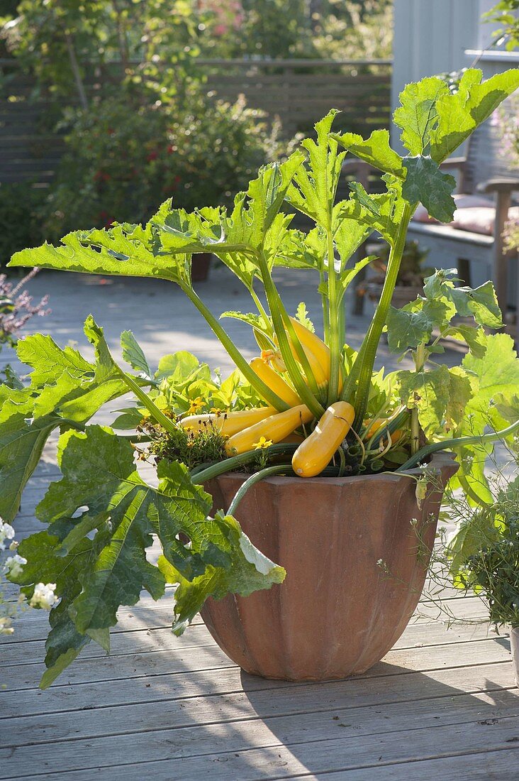 Zucchini 'Goldrush' (Cucurbita pepo) im Terracotta - Kübel
