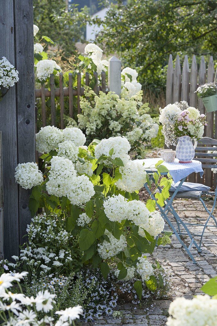 Hydrangea arborescens 'Annabelle' (Strauch-Hortensie)