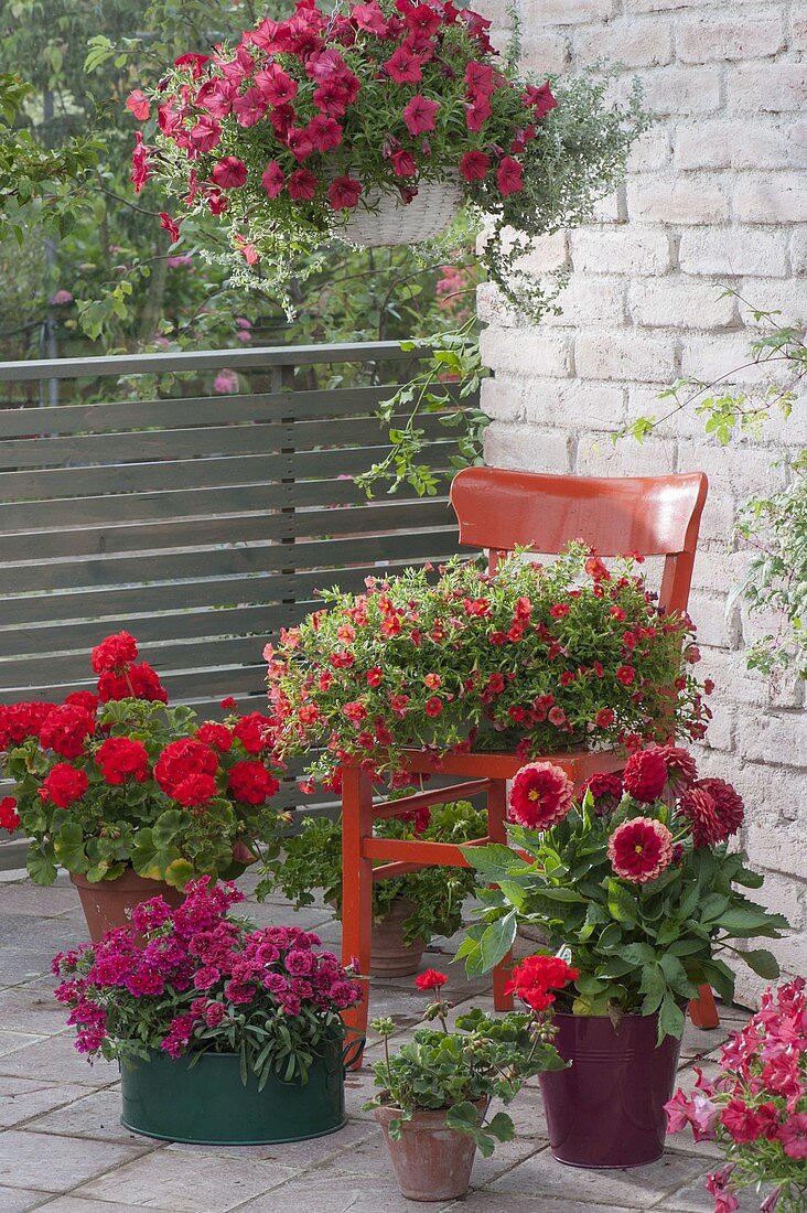 Red flowered balcony with red chair, Calibrachoa 'Vulcano'
