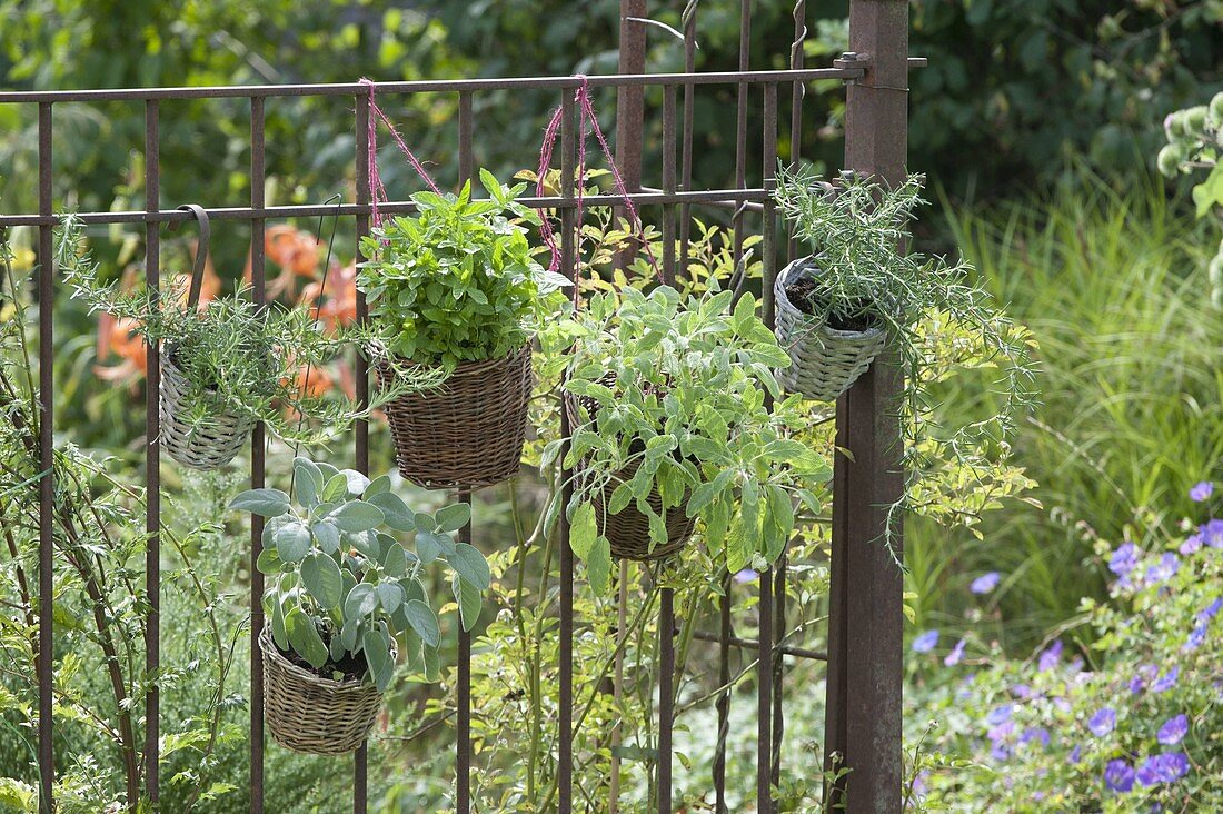 Baskets of herbs on rusty garden fence sage 'Berggarten' 'Icterina'