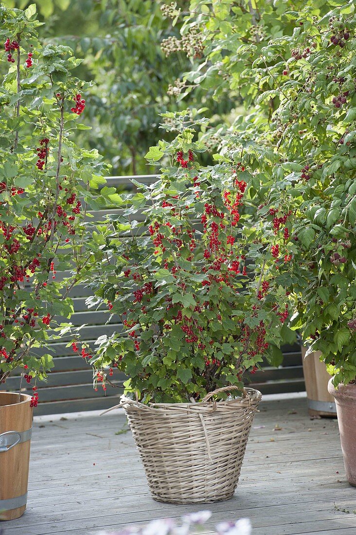 Red currant 'Rolan' (Ribes rubrum) in a basket bucket