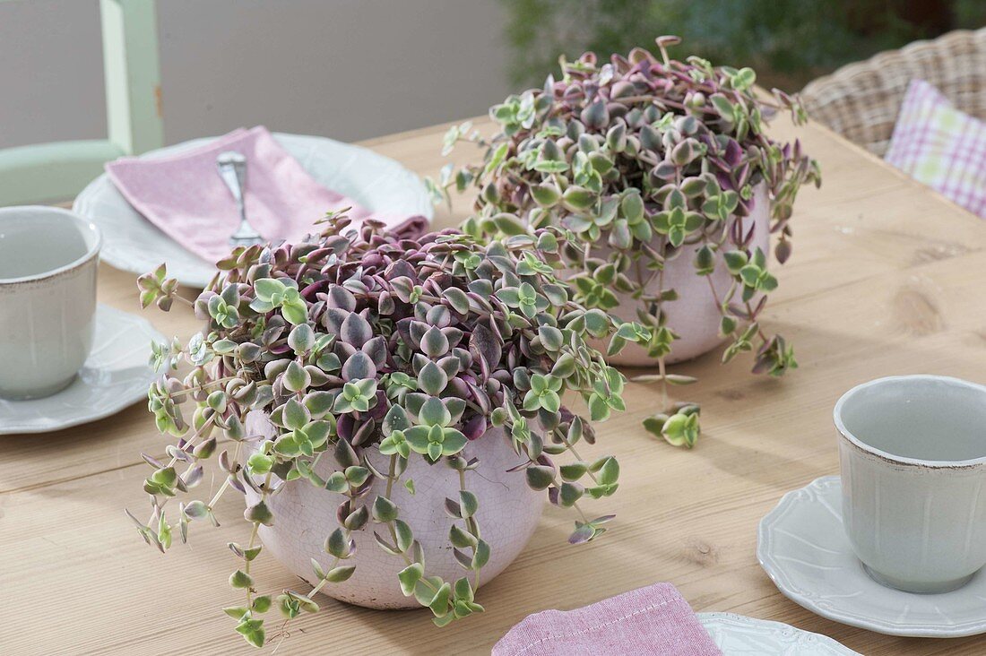 Crassula marginalis (thick-leafed plant) as table decoration