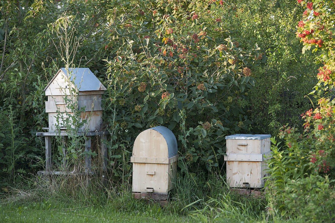 Selbstgebaute Bienenstöcke eines Hobby-Imkers stehen geschützt