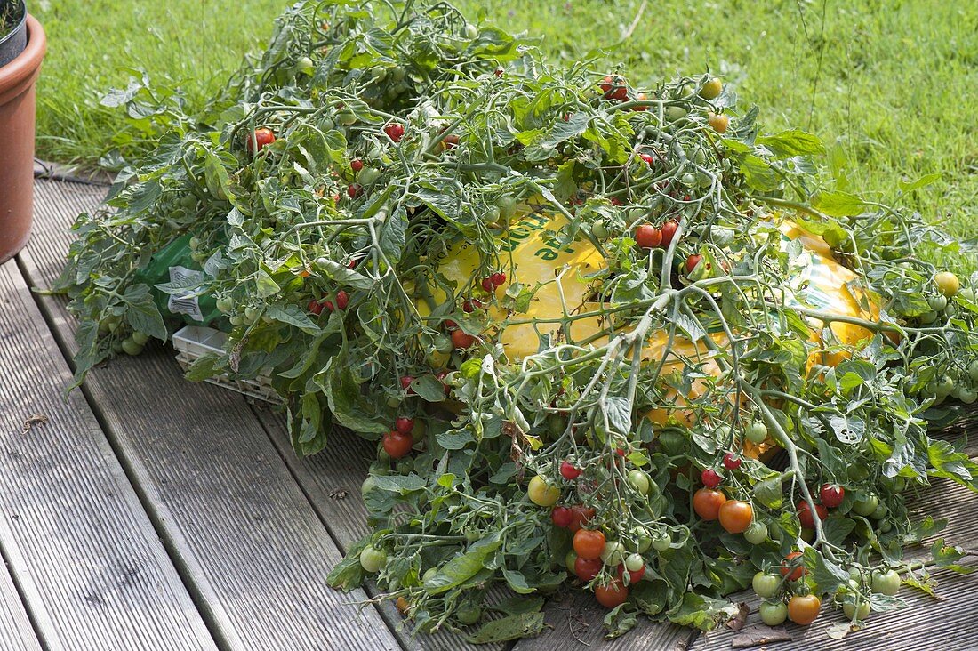 Tomaten 'Tumbler' (Lycopersicon) direkt in Sack mit Pflanzerde gepflanzt