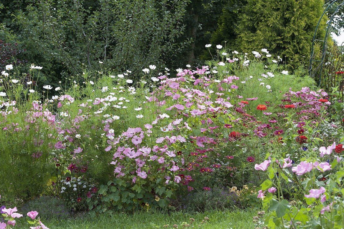Flower bed with seeded, annual summer flowers