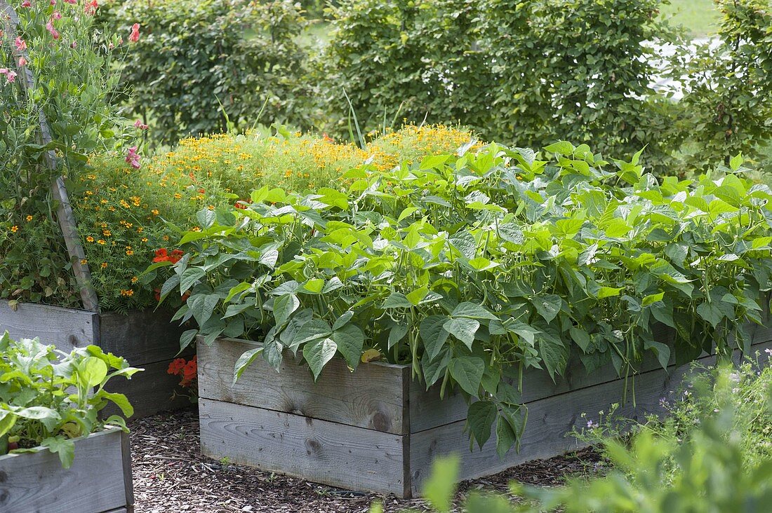 Bush beans (Phaseolus) in the self-built raised bed of boards