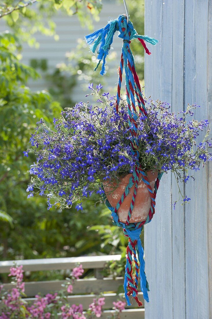 Hanging macrame basket made of colorful ribbons with Lobelia Hot 'Bavaria'