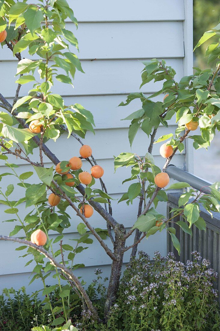 Aprikosenbaum (Prunus armeniaca) und Oregano (Origanum)
