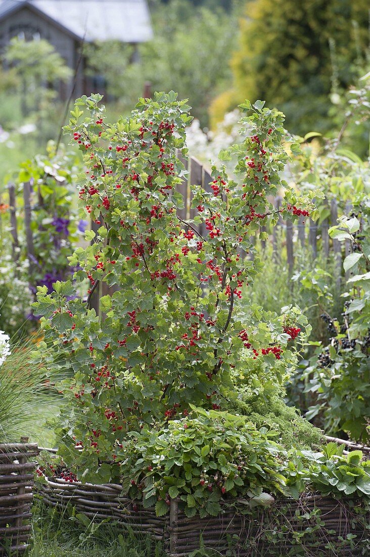 Currants in a bed with hazel groves