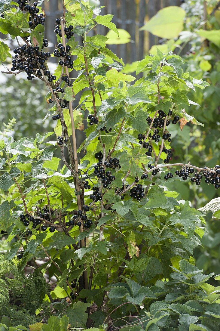 Blackcurrant 'Kir Royal' (Ribes nigrum)
