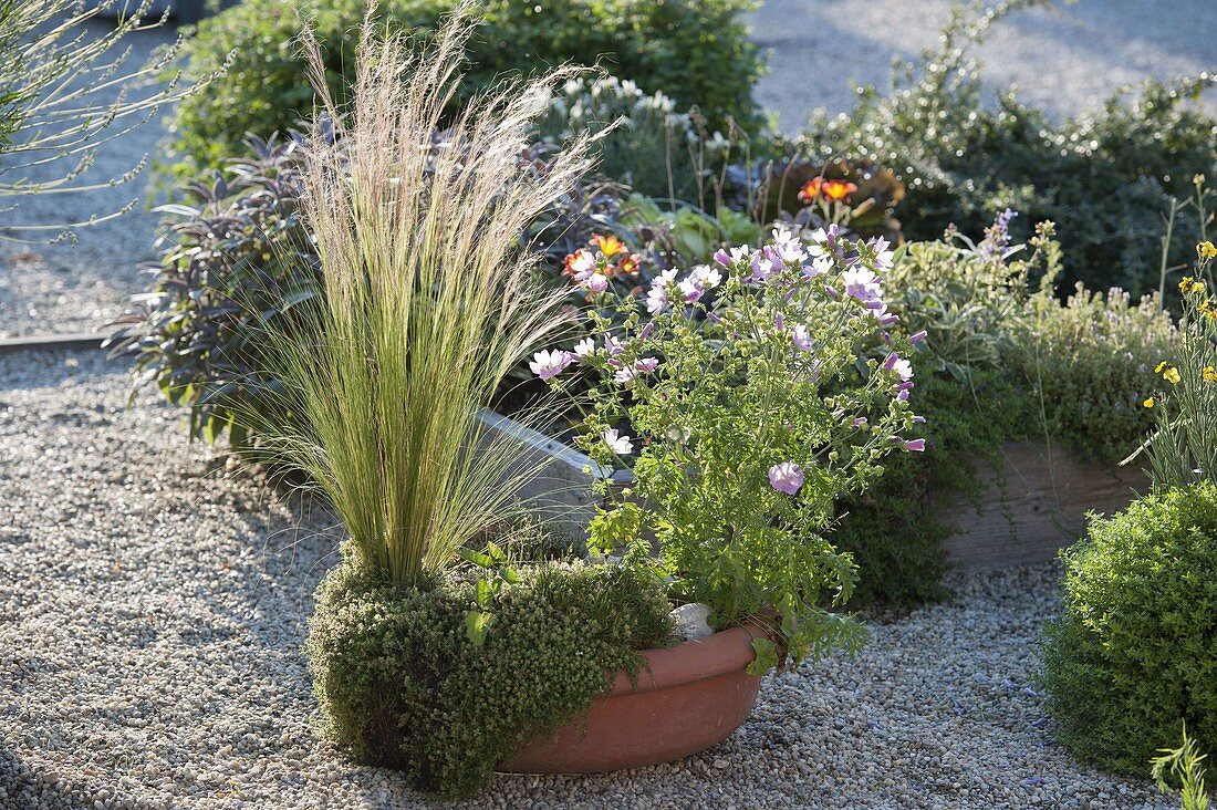 Terracotta - Schale mit Malva moschata (Moschusmalve), Stipa (Haargras)