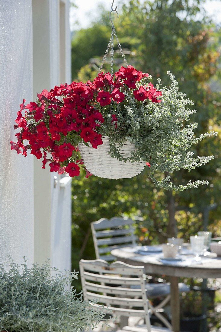 Hanging basket with Petunia 'Deep Red' and Helichrysum 'Silver Star'