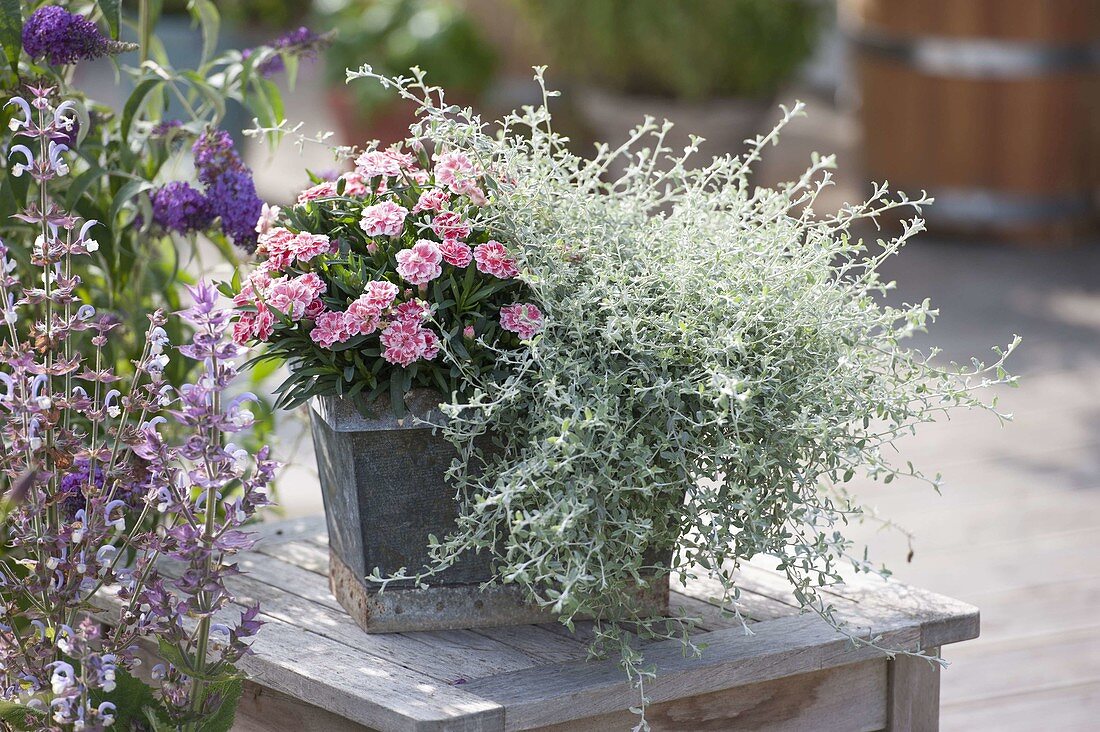 Zinc box with Dianthus 'White and Red' (carnation) and Helichrysum
