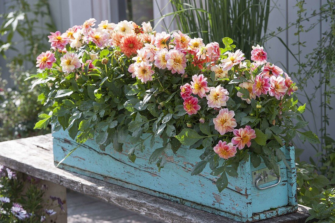 Turquoise wooden box with Dahlia Dreamy 'Fantasy'