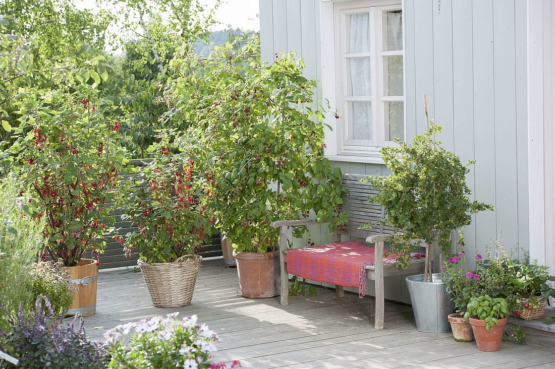 Balcony with red currants