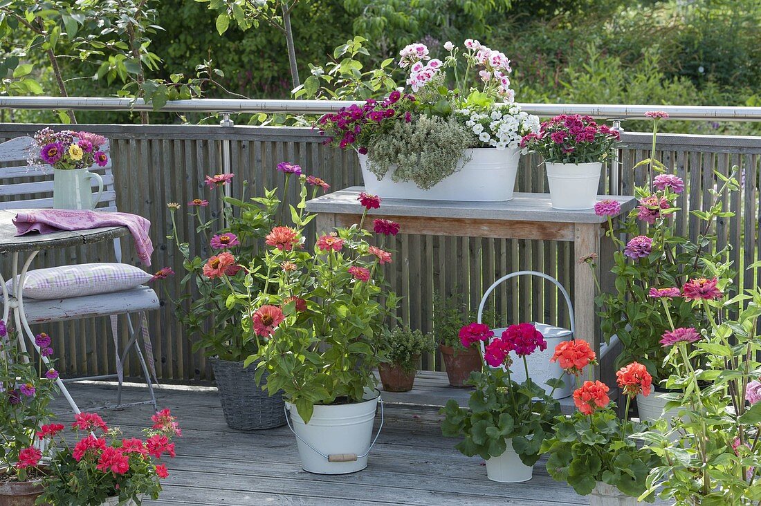 Balkon mit Zinnia (Zinnien), weiße Metall-Jardiniere bepflanzt mit Calibracho