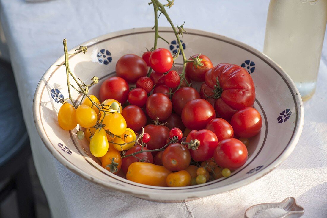 Gelbe und rote Tomaten (Lycopersicon) in Schale