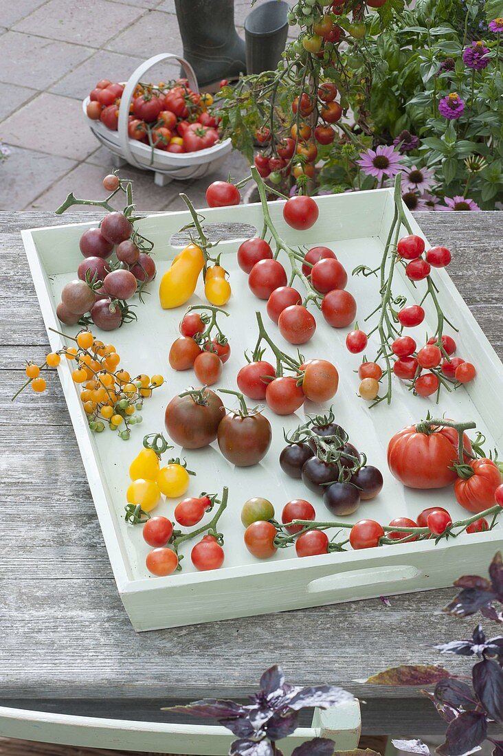 Tomato tray on wooden tray