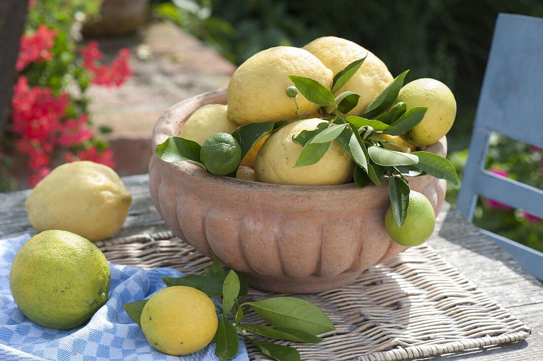 Freshly picked lemons (Citrus limon) in terracotta bowl