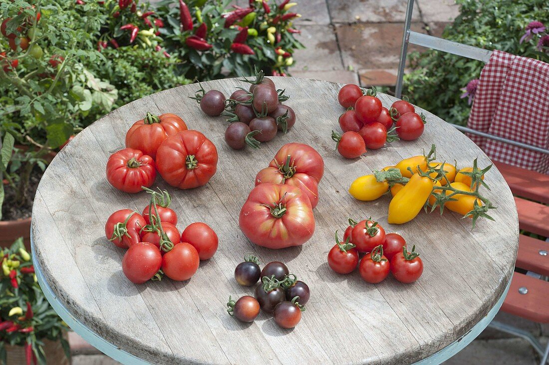 Tomato tray on round patio table