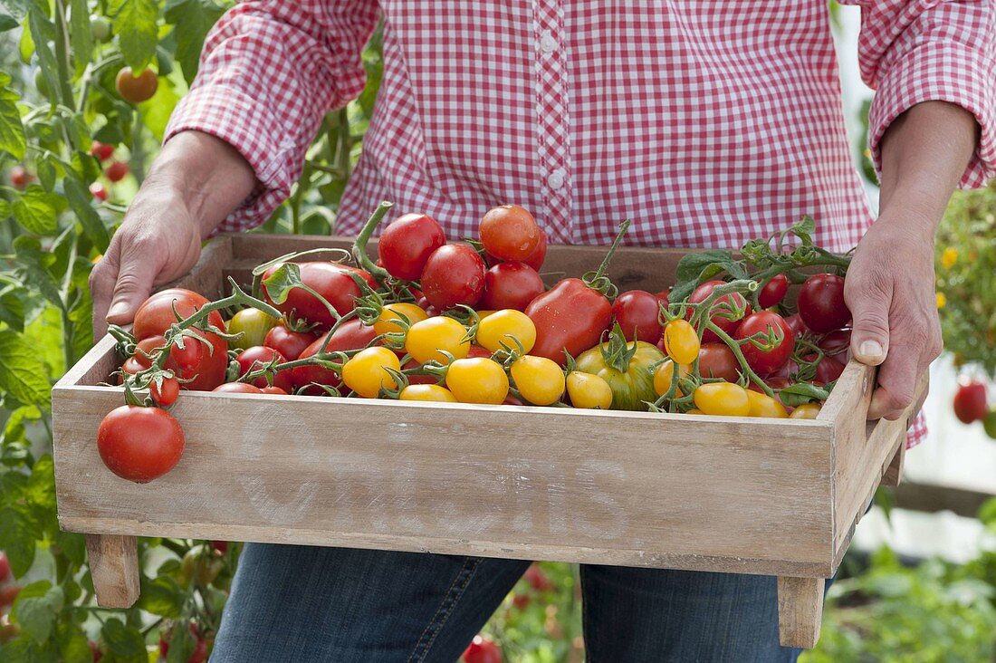 Woman bringing tray of freshly picked tomatoes