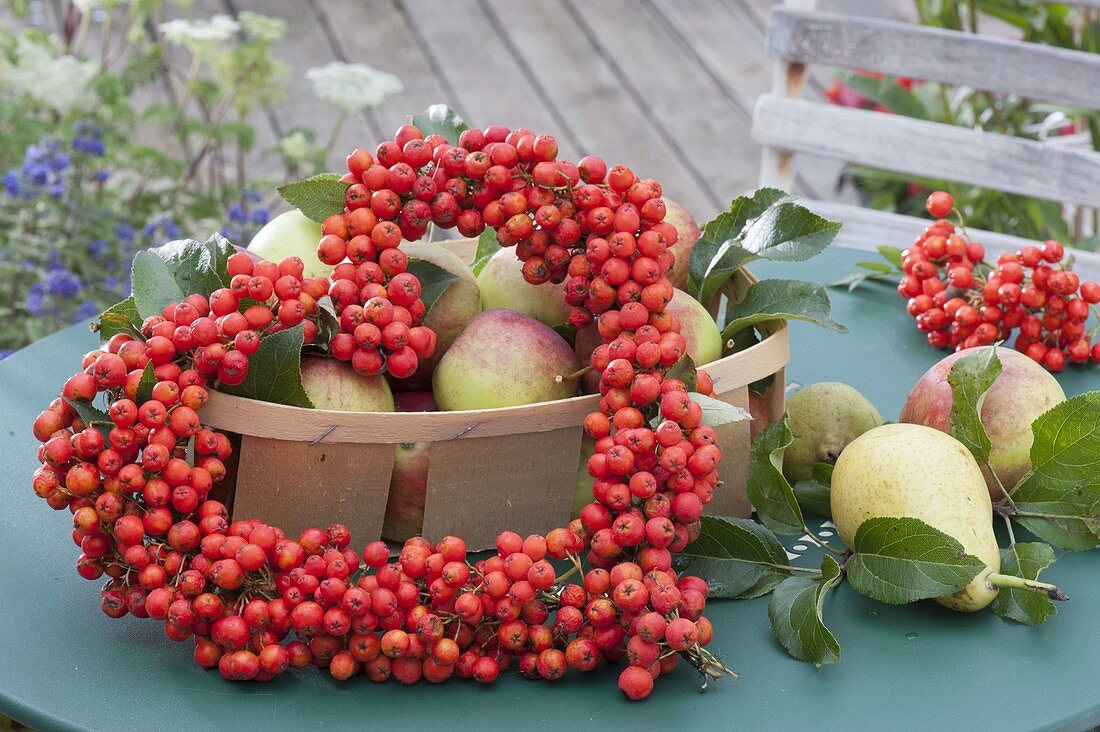 Herz aus Beeren von Sorbus aucuparia (Eberesche, Vogelbeere), Äpfel