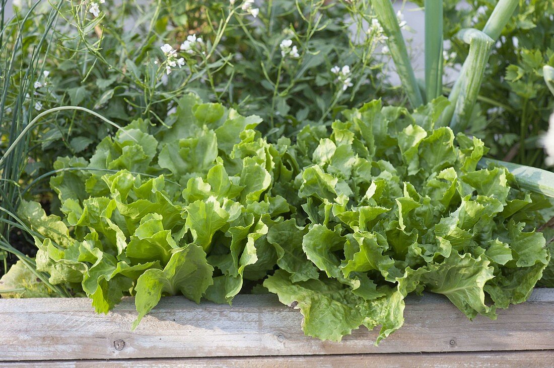 Wheeled box with vegetables and herbs