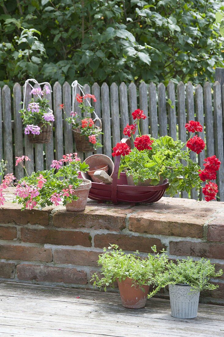 Töpfe mit Pelargonium peltatum (Haengenden Geranien) auf Gartenmauer